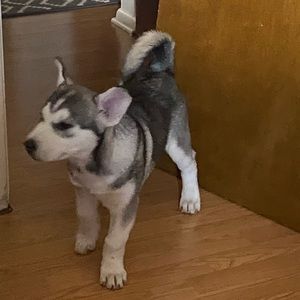 Meet your Posher, Asia